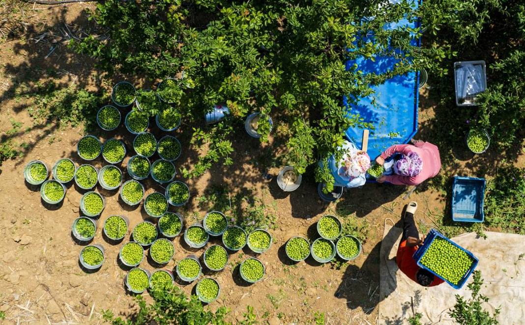 Sadece bu kentte yetişiyor: Kilosu 100 TL'den kapışılıyor! Hasat, bu yıl erken başladı 1